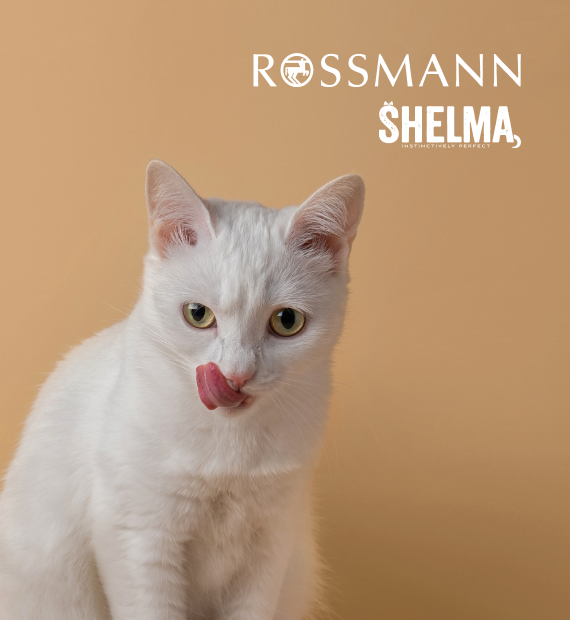 E-commerce Rossmann i Shelma